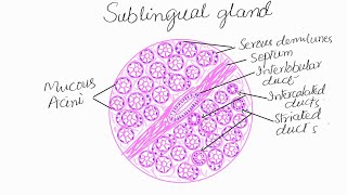 Learn to draw histological diagram of Sublingual gland [upl. by Friederike]