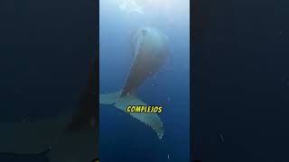 Porque las Ballenas Cantan [upl. by Miculek]