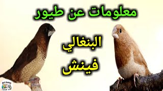 معلومات عن طيور البنغالي فينش كم تبيض الأنتى ، مدة الحضن، التزاوج ، فطام الفراخ [upl. by Aralomo]