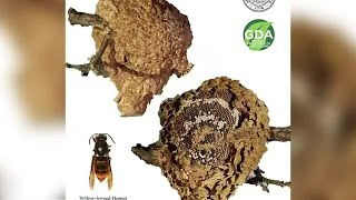 Georgia agriculture commissioner takes aim at invasive wasps [upl. by Yzzo243]