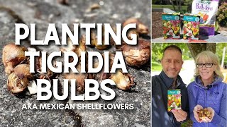 🌿 Planting Tigridia Bulbs  Mexican Shellflower 🌿 [upl. by Tess]