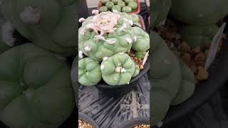 翠冠玉 Lophophora diffusa 2024 09 22 ＃shorts [upl. by Abigale]