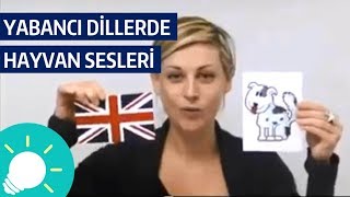 Yabancı Dillerde Hayvan Sesleri  Çok Komik [upl. by Aniroc652]