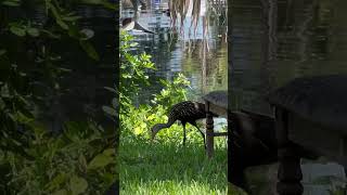 saxophone music jazz musician limpkin bird looks ancient 🕊️ [upl. by Ahsenahs]