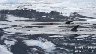 Whale Cam A day in the life of an Antarctic minke whale [upl. by Favien909]