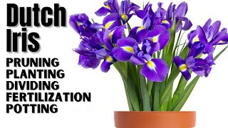 Dutch Iris Planting And Care  Complete Guide From Bulbs To Division [upl. by Ojoj]