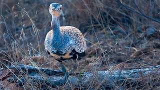 Red  Crested Korhaan attacks shoots [upl. by Hefter]