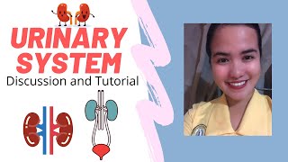 Urinary System  Anatomy and Physiology  Kidney Function [upl. by Llywellyn377]