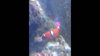 Coral Wrasse eatting a bristle worm [upl. by Nnylireg50]