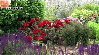 Comment planter un rosier en pleine terre au jardin   Truffaut [upl. by Lehcear]