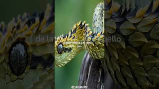 Conoce a la víbora arbusto espinoso Atheris Hispida [upl. by Courtund]