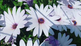 Osteospermum Soprano White African Daisy [upl. by Ahsitauq]