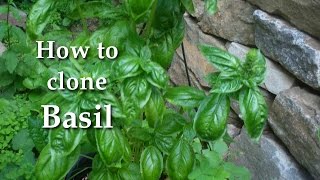 How to Clone Basil  Grow Tons of Basil from Just One Plant [upl. by Aihsekram989]