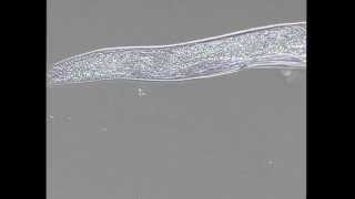 Injecting distal gonad Tecniques Part I [upl. by Oniram]