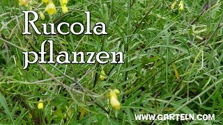 Rucola selbst pflanzen  Tipps für die Aussaat am Balkon und im Garten [upl. by Osnerol358]