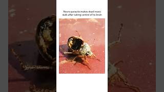 Zombie Insect Controlled By NeuroParasite nature scary [upl. by Ylac]