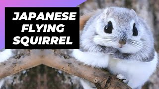 Japanese Flying Squirrel  One Of The Cutest And Most Exotic Animals In The Wild shorts [upl. by Ortrud]