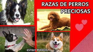 4 RAZAS DE PERROS SUPER ASOMBROSAS [upl. by Hgielrak]