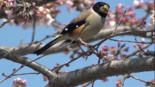 野鳥撮影・ 桜とコイカル Yellowbilled Grosbeak [upl. by Janith675]