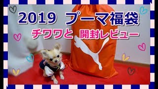 2019プーマ福袋🏃チワワと開封レビュー📢～Open 2019 Puma Lucky Bag with Chihuahua [upl. by Schaaff]