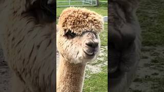 Alpaca World Friesland [upl. by Amoreta]