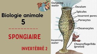 S2  Biologie Animale  Inértébres 2  Les spongiaires شرح بالدارجة  2021 [upl. by Bradly]