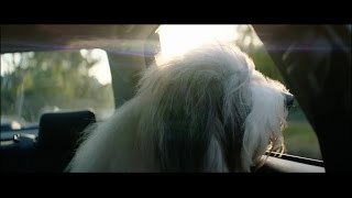 The Dulux Dog [upl. by Lowell]