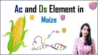 AC and DS Element in Maize II Transposons I Transposable Elements [upl. by Jeri]