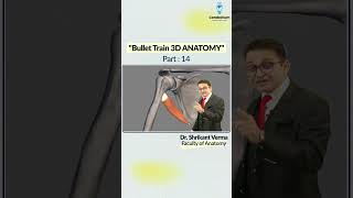 Bullet Train 3D Anatomy Part 14 by Dr Shrikant Verma  NEET PG 2025  NEET PG Preparation [upl. by Artemisa]