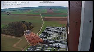 Strzelce Opolskie Orange PL  Kestrels Male on doorstep on landng departure  2024 11 20 08 05 [upl. by Ytinirt]