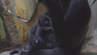 New baby gorilla at Cleveland Metroparks Zoo Updates on surrogate for Jameela [upl. by Odyssey402]