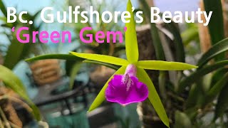 어쩌다난사랑 Bc Gulfshores BeautyGreen Gem [upl. by Juni]