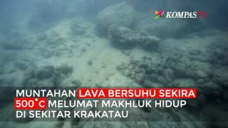 Begini Kondisi Bawah Laut Krakatau Akibat Erupsi [upl. by Weinreb296]