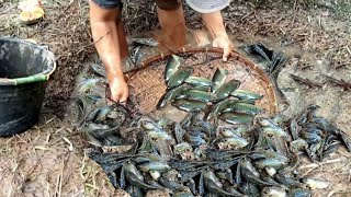 Di Penuhi Ikan Betok Dan Ikan Gabus Sumur Tua Di Tengah Rawa Kering [upl. by Yvette499]