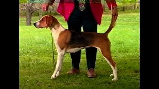 American Foxhound  AKC Dog breed series [upl. by Stuppy46]