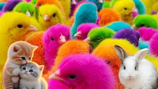 Menangkap ayam lucu ayam warna warni ayam rainbow bebek angsa ikan hias ikan cupang [upl. by Eceerehs]