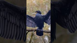 Cormorants Beautiful Birds🦅 Canon R7  400mm f56L USM photography birds canon [upl. by Annasoh]