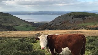 Poor cow needs attention after snake bite [upl. by Rawlinson]