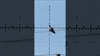 INSANE Pigeon gets hammered by airgun [upl. by Berenice615]