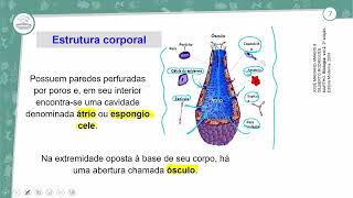 91  PORÍFEROS CNIDÁRIOS PLATELMINTOS E NEMATÓIDES  BIOLOGIA  2º ANO EM  AULA 912024 [upl. by Anida239]