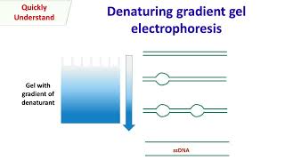 Analisis gel Electroforesis SDS PAGE [upl. by Enel191]