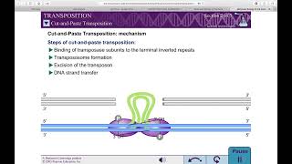 TGE  Basics Cut and Paste and Replicative Mechanism REF Molecular Biology of the Gene WATSON [upl. by Welbie936]