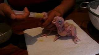 Handfeeding Baby Lesser Sulphurcrested Cockatoo [upl. by Rowan597]