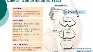 15 Pathway of Pain amp Temperature Neuroanatomy  Dr Ahmed Kamal [upl. by Wynnie]