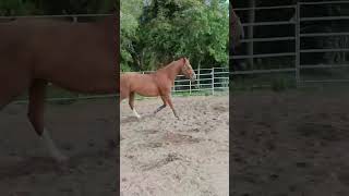 El Caballo Silla Francés  Orígenes y Características shorts caballos horses [upl. by Teleya]