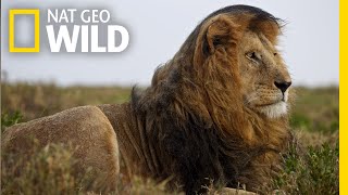 Lions 101  Nat Geo Wild [upl. by Rahmann]