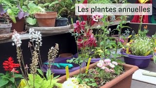 Les plantes annuelles [upl. by Cyprio]