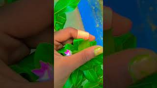 How the flower grows 🌺🌷shortsvideo [upl. by Harriet]