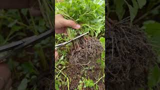 Harvesting spinach kang kong leaf mustard gardening [upl. by Ssitruc]