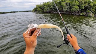 Fishing The Everglades Whatever Bites [upl. by Jule]